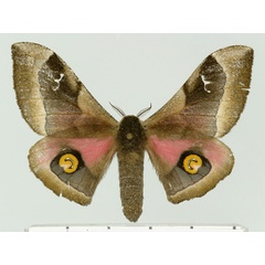 /filer/webapps/moths/media/images/H/hansali_Ludia_AF_Basquin_02.jpg
