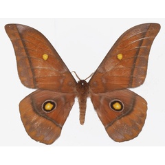 /filer/webapps/moths/media/images/A/amathusia_Gonimbrasia_AM_Basquin.jpg