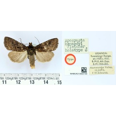 /filer/webapps/moths/media/images/K/kennedyi_Apospasta_HT_BMNH.jpg