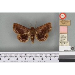 /filer/webapps/moths/media/images/T/tessellata_Polydesma_HT_BMNHa.jpg