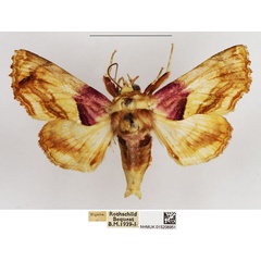 /filer/webapps/moths/media/images/O/operatrix_Colpocheilopteryx_AM_NHMUK.jpg