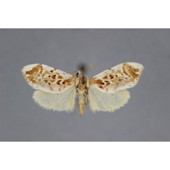 /filer/webapps/moths/media/images/O/ornatrix_Astacosia_PT_BMNH.jpg