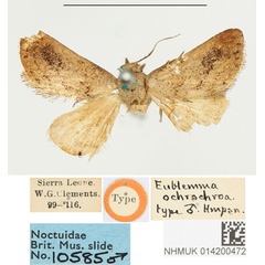 /filer/webapps/moths/media/images/O/ochrochroa_Eulemma_STM_BMNH.jpg