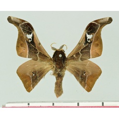 /filer/webapps/moths/media/images/I/istsariensis_Holocerina_AM_Basquin.jpg