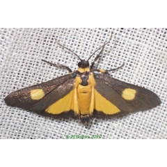 /filer/webapps/moths/media/images/F/flavipuncta_Lophocera_A_Bippus.jpg