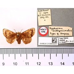 /filer/webapps/moths/media/images/S/subterminalis_Hyphorma_HT_BMNH.jpg