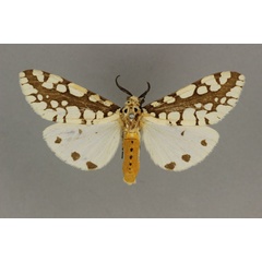 /filer/webapps/moths/media/images/M/marginalis_Afrowatsonius_AM_BMNH.jpg