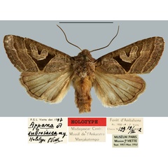 /filer/webapps/moths/media/images/S/subrosacea_Appana_HT_MNHN.jpg