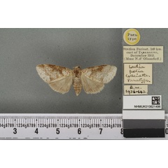 /filer/webapps/moths/media/images/P/polia_Laelia_PTF_BMNHa.jpg