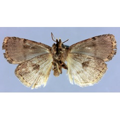 /filer/webapps/moths/media/images/V/viettei_Ochropleura_HT_MNHNb.jpg