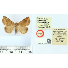 /filer/webapps/moths/media/images/E/erectatella_Parallelia_HT_BMNH.jpg
