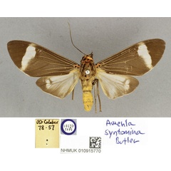 /filer/webapps/moths/media/images/S/syntomina_Amerila_LT_BMNH.jpg