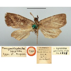 /filer/webapps/moths/media/images/S/serrata_Phragmitiphila_HT_BMNH.jpg