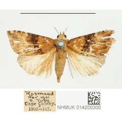 /filer/webapps/moths/media/images/O/ochrobasis_Eublemma_PTM_BMNH.jpg