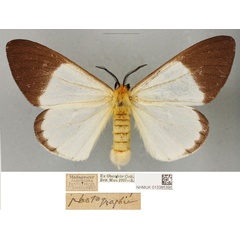 /filer/webapps/moths/media/images/A/antsianakana_Coenostegia_PLTF_BMNH_02.jpg