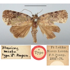 /filer/webapps/moths/media/images/M/miota_Blenina_ST_BMNH.jpg