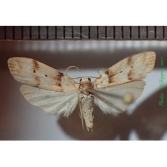 /filer/webapps/moths/media/images/P/placida_Exilisia_AM_Bippus.jpg