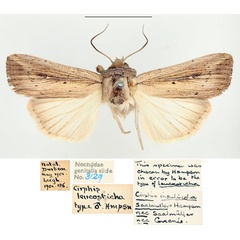 /filer/webapps/moths/media/images/P/phaea_Leucania_AM_BMNH_04.jpg