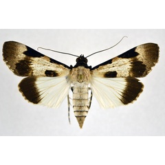 /filer/webapps/moths/media/images/M/melanoplaga_Audea_A_NHMO_01.jpg
