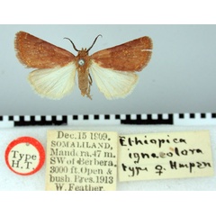 /filer/webapps/moths/media/images/I/ignecolora_Ethiopica_HT_BMNH.jpg