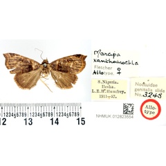 /filer/webapps/moths/media/images/X/xanthomochla_Marcipa_AT_BMNH.jpg