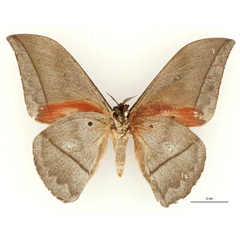 /filer/webapps/moths/media/images/E/equatoriensis_Lobobunaea_HT_RBINSb.jpg