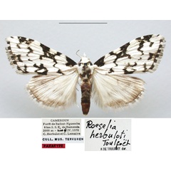 /filer/webapps/moths/media/images/H/herbuloti_Meganola_PTM_RMCA.jpg