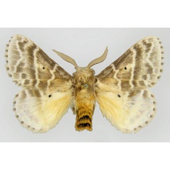 /filer/webapps/moths/media/images/G/gemmata_Eucraera_AM_ZSM.jpg