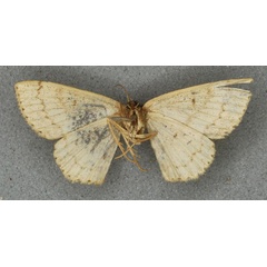 /filer/webapps/moths/media/images/C/cuspidata_Acidalia_PLT_BMNHb.jpg