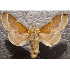 /filer/webapps/moths/media/images/A/aethiopica_Streblote_AF_Stroehle.jpg