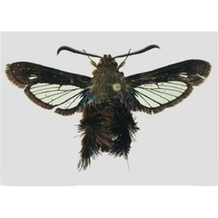 /filer/webapps/moths/media/images/O/occidentalis_Afromelittia_AM_SMNS.jpg