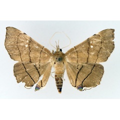/filer/webapps/moths/media/images/N/nysa_Gracilodes_AF_TMSA_02.jpg
