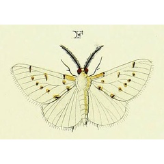 /filer/webapps/moths/media/images/P/petavia_Nassinia_Cramer4_347_F.jpg