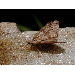 /filer/webapps/moths/media/images/D/doriae_Galtara_AF_King.jpg