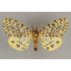 /filer/webapps/moths/media/images/H/hecate_Paramaenas_HT_BMNH.jpg