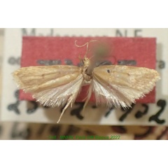 /filer/webapps/moths/media/images/B/boisduvalella_Exoditis_HT_MNHN.jpg