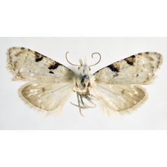 /filer/webapps/moths/media/images/B/biangulata_Nola_AF_NHMO.jpg