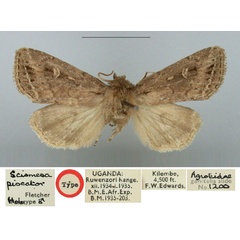 /filer/webapps/moths/media/images/P/piscator_Sciomesa_HT_BMNH.jpg
