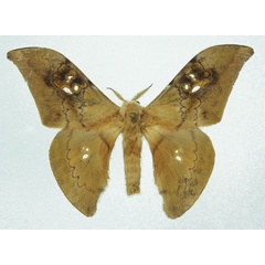 /filer/webapps/moths/media/images/A/andreasum_Orthogonioptilum_AM_Basquin.jpg