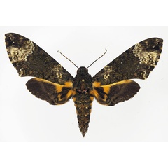 /filer/webapps/moths/media/images/F/fulvinotata_Coelonia_AF_Basquin.jpg
