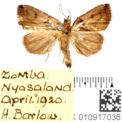 /filer/webapps/moths/media/images/L/lophosoma_Rivula_AM_BMNH.jpg
