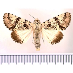 /filer/webapps/moths/media/images/J/jucunda_Bamra_AF_BMNH.jpg