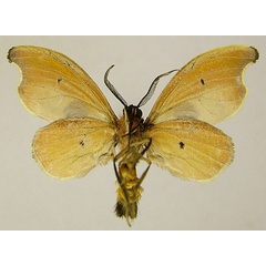 /filer/webapps/moths/media/images/S/sicularia_Dysnymphus_AM_ZSMb.jpg