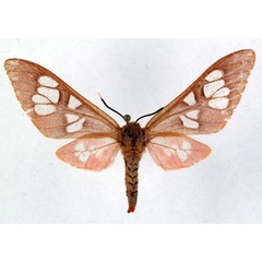 /filer/webapps/moths/media/images/P/perpusilla_Pseudothyretes_AF_Ochse.jpg
