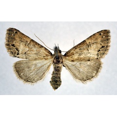/filer/webapps/moths/media/images/T/talhouki_Sarmatia_A_NHMO.jpg
