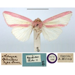 /filer/webapps/moths/media/images/S/splendens_Adisura_LT_BMNH.jpg
