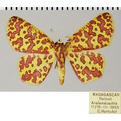 /filer/webapps/moths/media/images/A/anthocroca_Chrysocraspeda_AF_ZSM.jpg