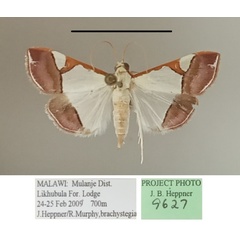 /filer/webapps/moths/media/images/M/margaritalis_Viettessa_A_MGCLa_02.jpg