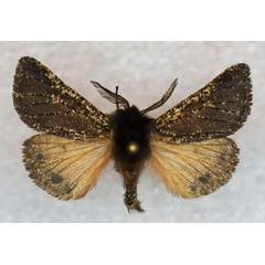 /filer/webapps/moths/media/images/S/salmo_Pseudophragmatobia_AM_Stroehle_03.jpg