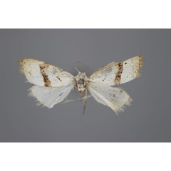 /filer/webapps/moths/media/images/E/eupithecialis_Nola_A_BMNH.jpg